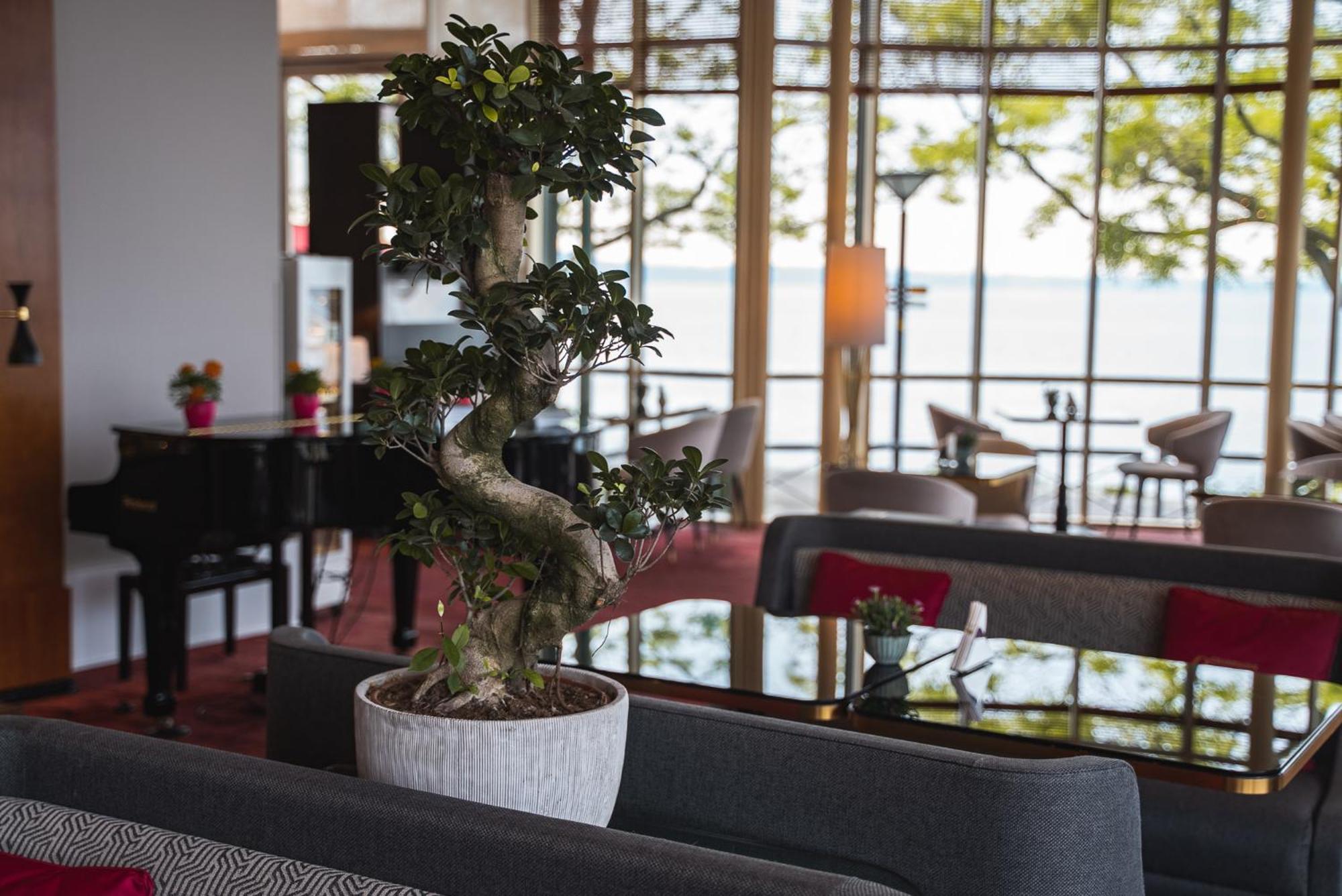 Beau Rivage Hotel Neuchâtel Exteriör bild Ficus benjamina in a hotel lobby
